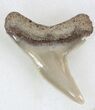 Sharp Fossil Tiger Shark Tooth - Lee Creek Mine #33948-1